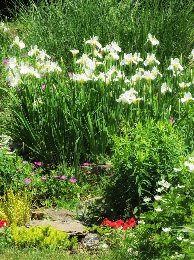 White Iris Garden #1 Photograph by MTBobbins Photography