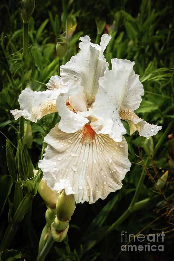 White Iris #1 Photograph by Robert Bales