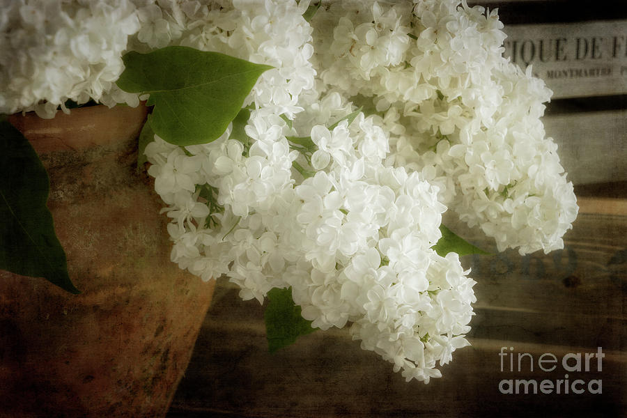 White Lilac #1 Photograph by Ann Garrett