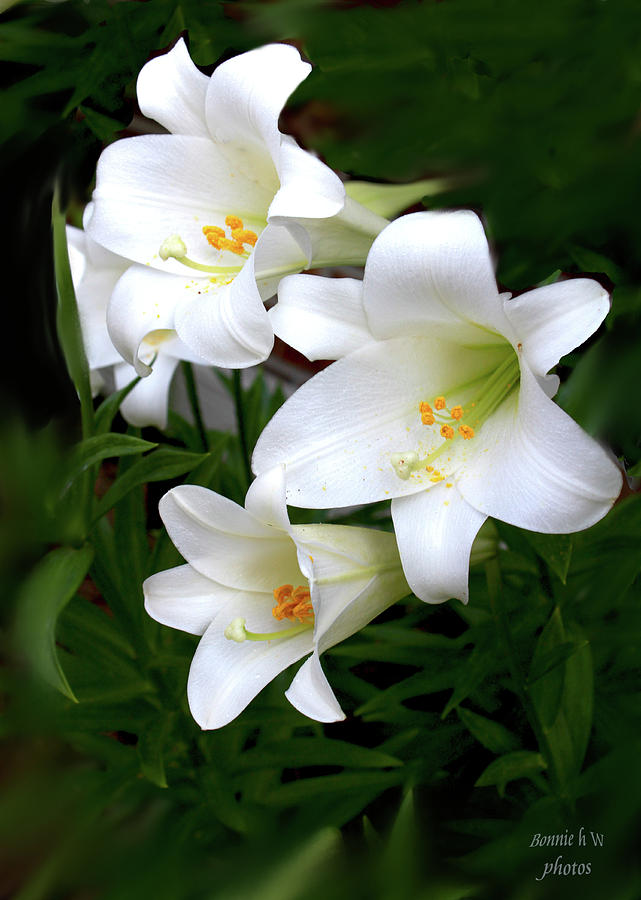  White Lilies #2 Photograph by Bonnie Willis