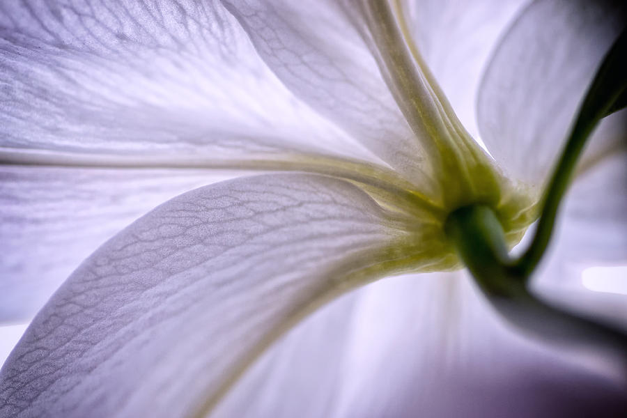 White Lilly Flower Botany Stem and Flowers #1 Photograph by John Williams