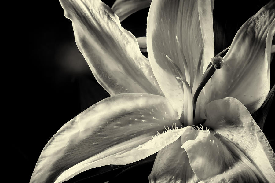 Purity of the Lily Flower Photograph by John Williams