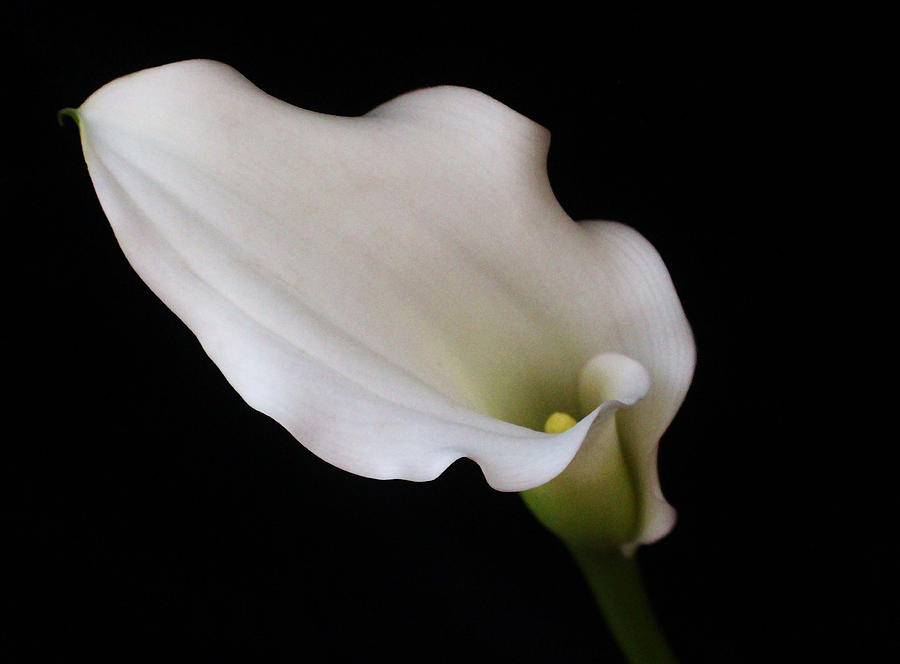 Lily Photograph - White Lily #1 by Carol Welsh