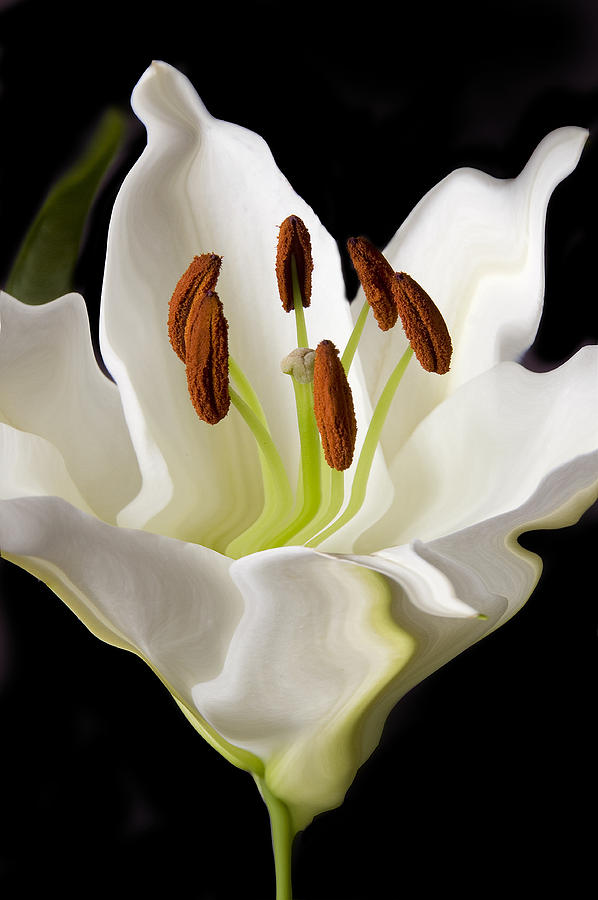White Lily  #1 Photograph by Xavier Cardell