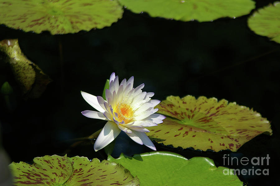 White Lotus Waterlily and lily pads Photograph by Jackie Irwin