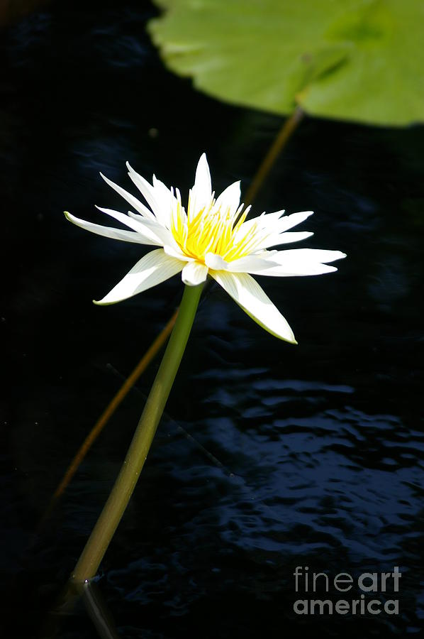 White Lotus Waterlily #1 Photograph by Jackie Irwin
