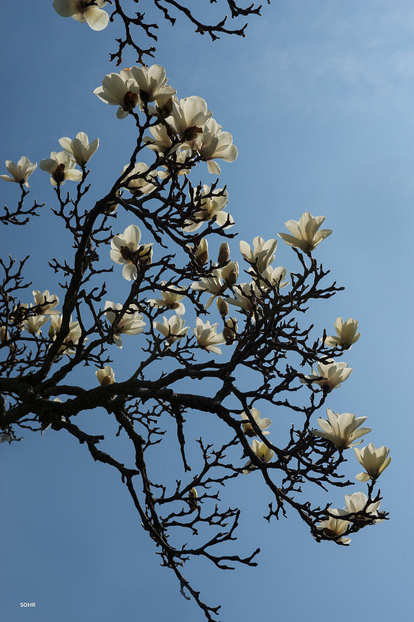 White Magnolia #1 Photograph by Dana Sohr