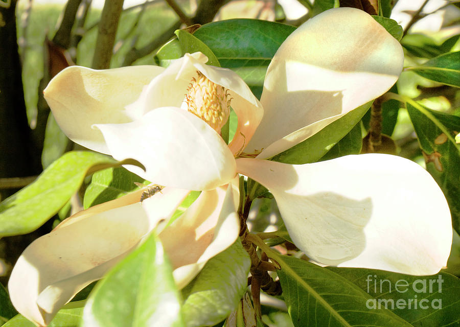 White magnolia #1 Photograph by Irina Afonskaya