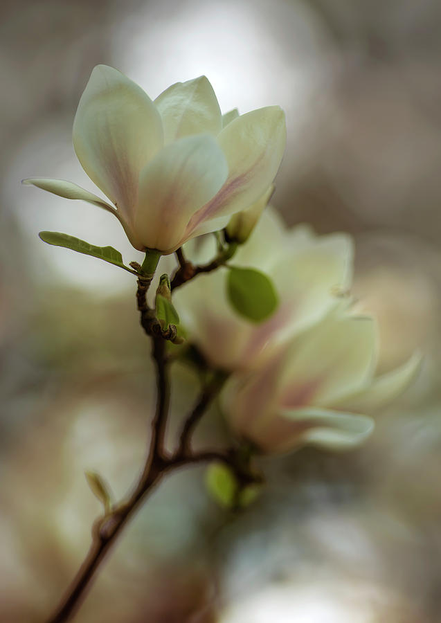 White magnolia #1 Photograph by Jaroslaw Blaminsky