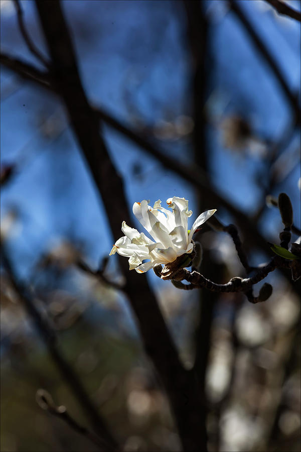White Magnolia #1 Photograph by Robert Ullmann