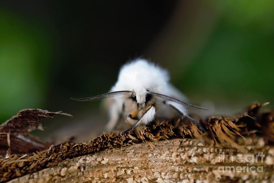 White Moth on a Piece of Wood Photograph by Jason Jones - Fine Art America