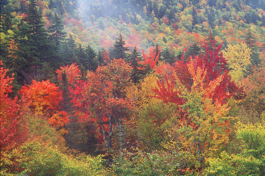 White Mountain Foliage #1 Photograph by John Burk