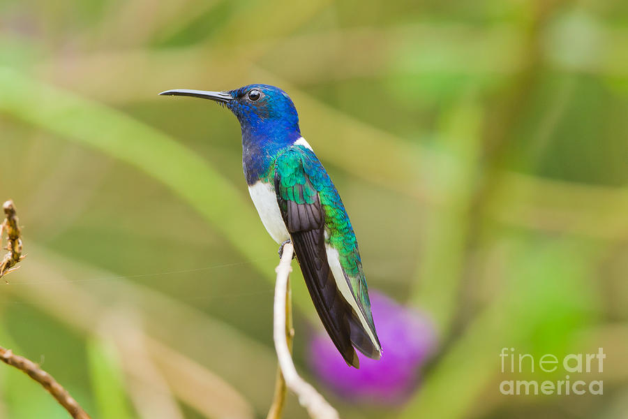 White-necked Jacobin #1 Photograph by B.G. Thomson