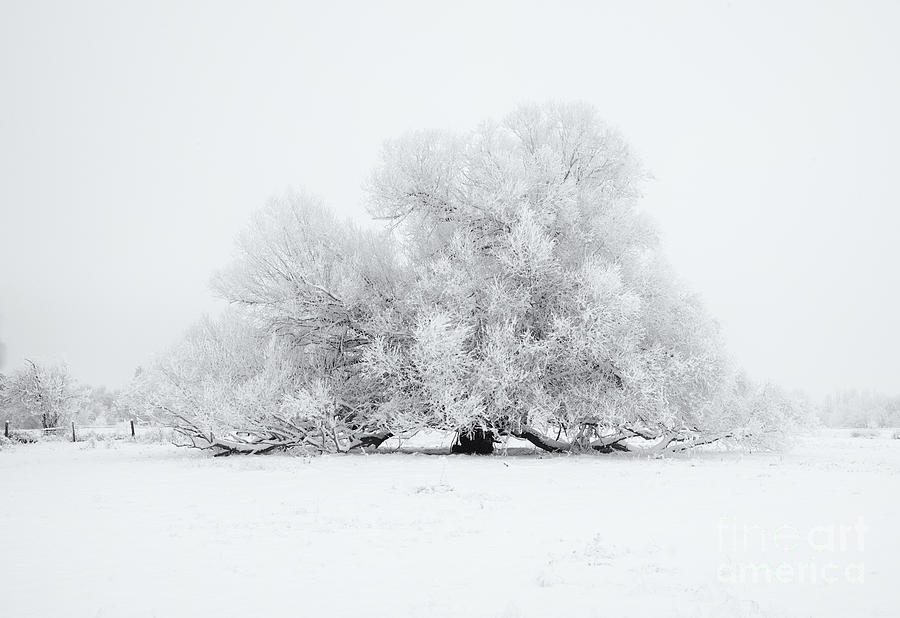 Winter Photograph - White on White #1 by Michael Dawson