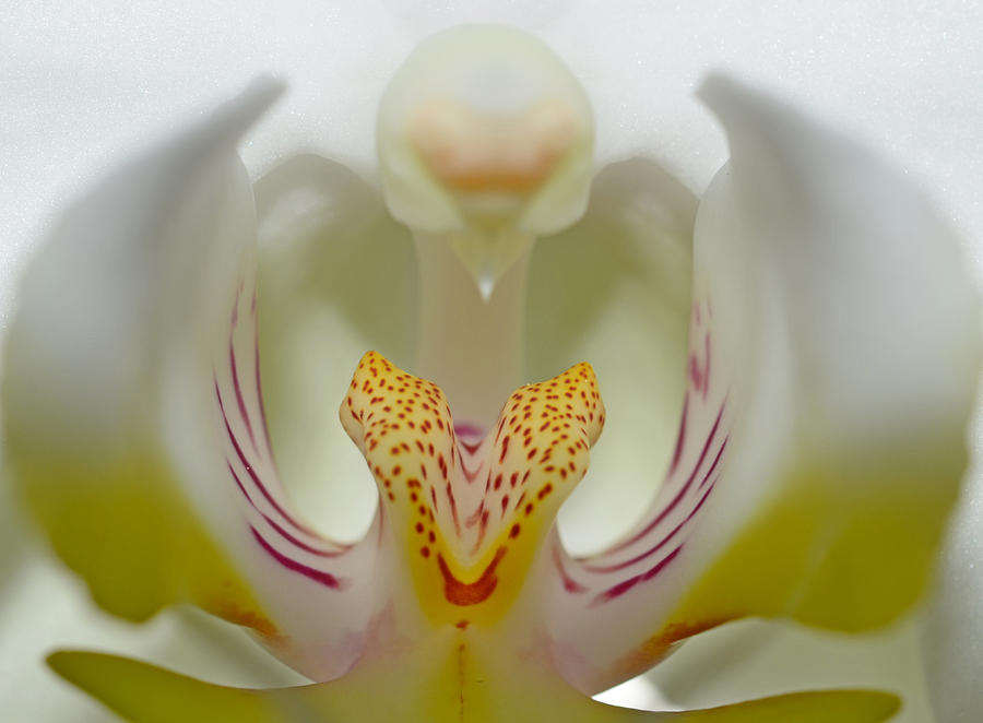Orchid Photograph - White orchid close up #1 by Stela Knezevic