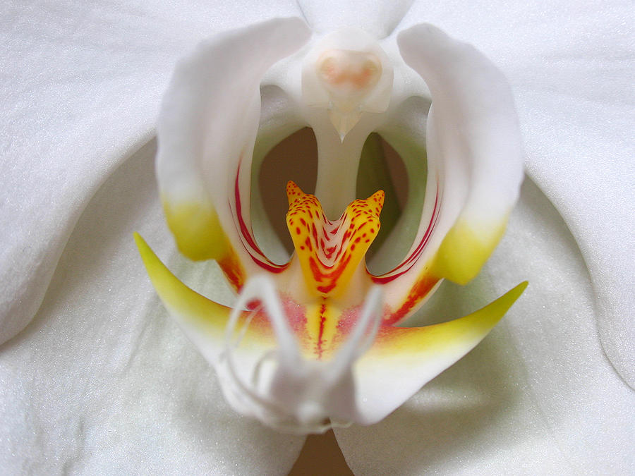 White Orchid Floral #1 Photograph by Juergen Roth