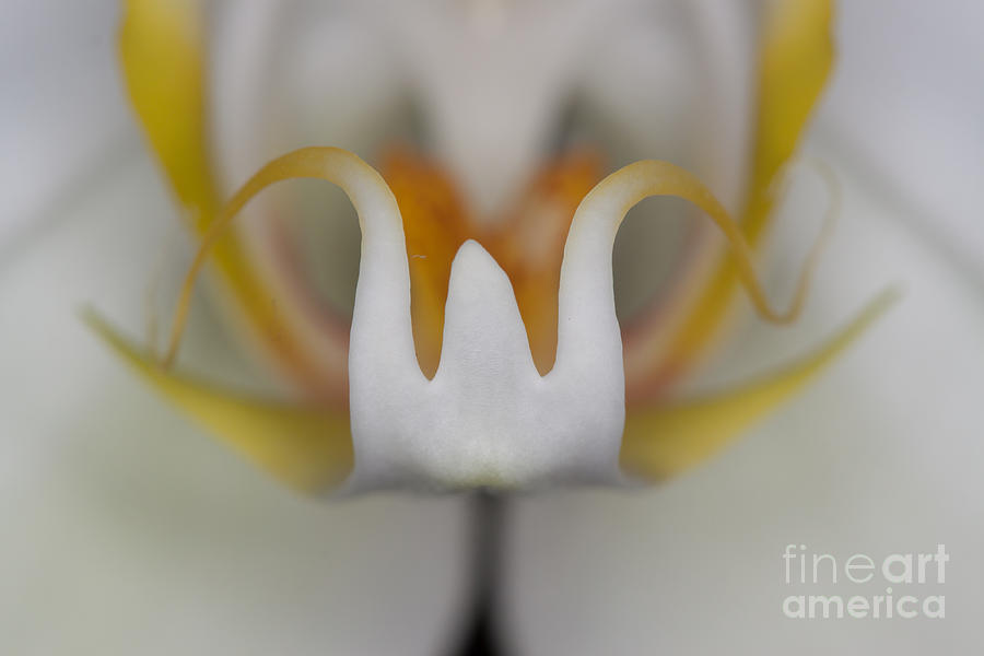 White Orchid Macro Photograph