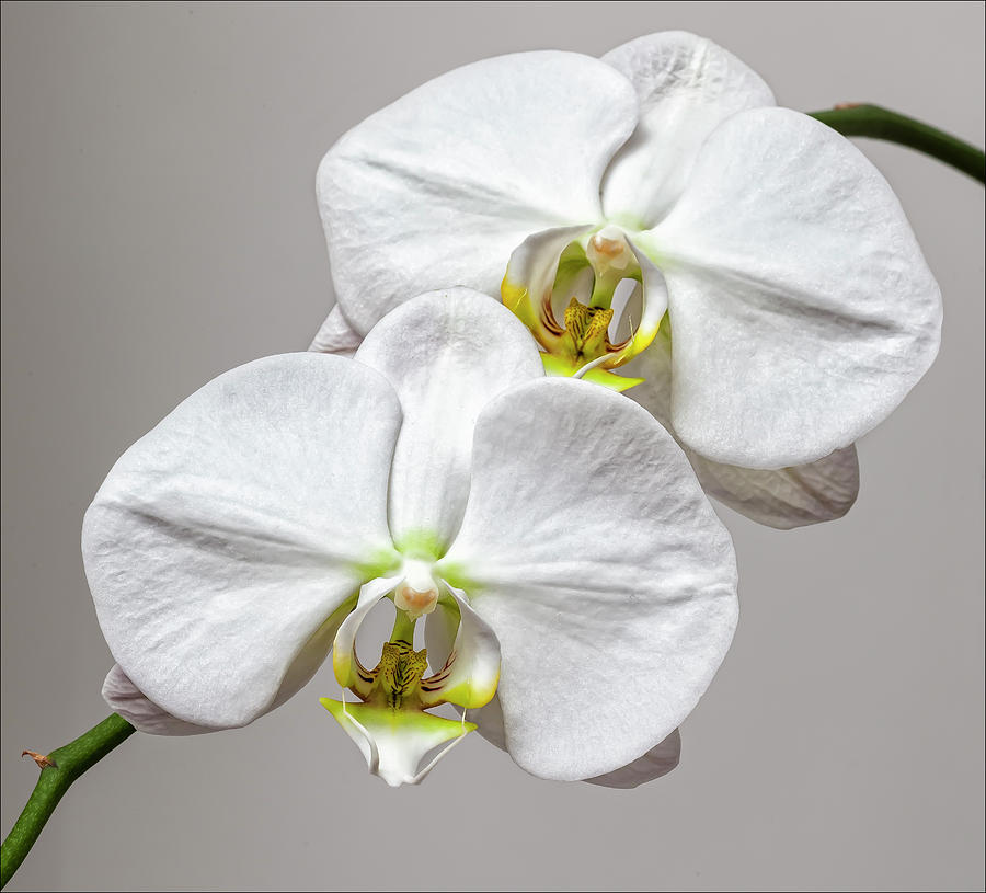 White Orchid #1 Photograph by Robert Ullmann