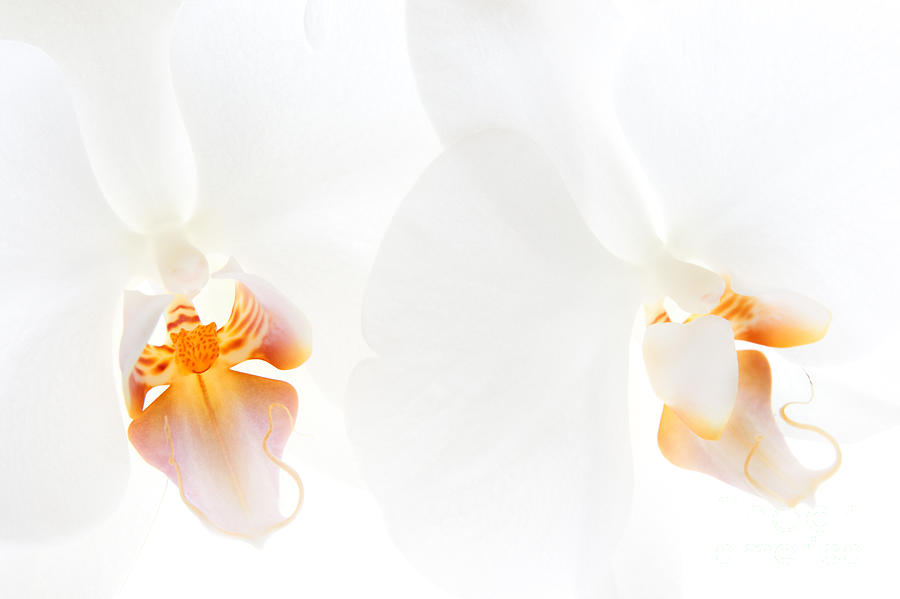 White Orchids #1 Photograph by Ann Garrett