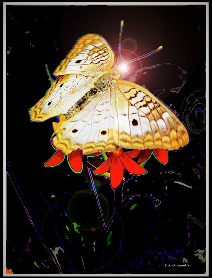 White Peacock Butterfly #1 Digital Art by A Macarthur Gurmankin
