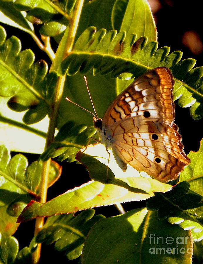 White Peacock Butterfly #1 Photograph by Terri Mills