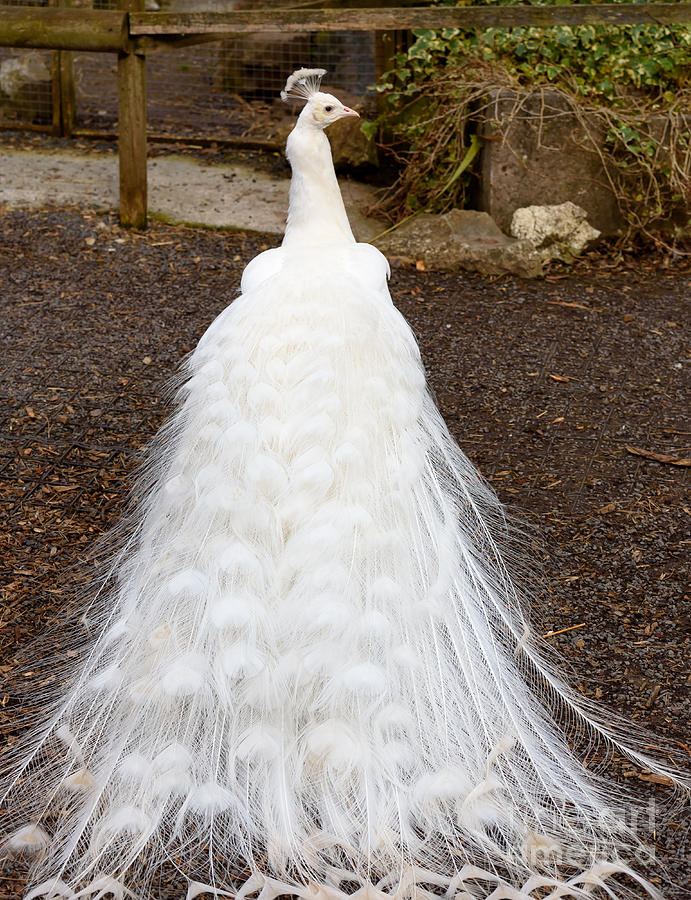 White Peacock Photograph By Colin Rayner