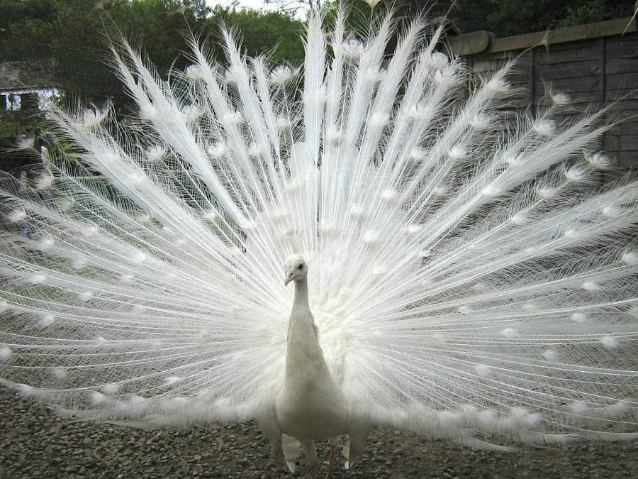 White Peacock Photograph by Margaret Thomson - Fine Art America