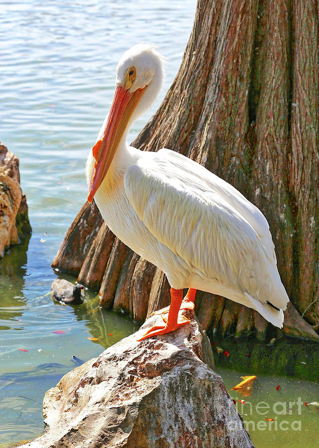 White Pelican by Cypress Tree #2 Photograph by Carol Groenen