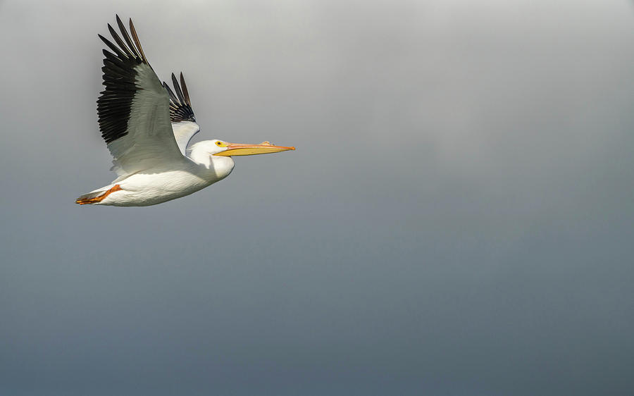 White pelican #1 Photograph by Framing Places
