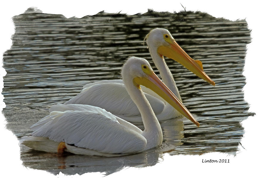 White Pelican Pair #1 Digital Art by Larry Linton