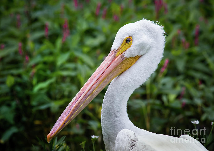 White Pelican #1 Photograph by Robert Frederick