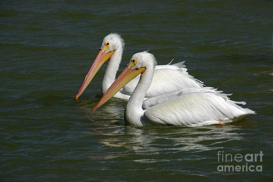 White Pelicans #1 Photograph by Rodney Cammauf