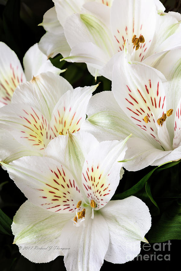 White Peruvian Lilies In Bloom #2 Photograph by Richard J Thompson