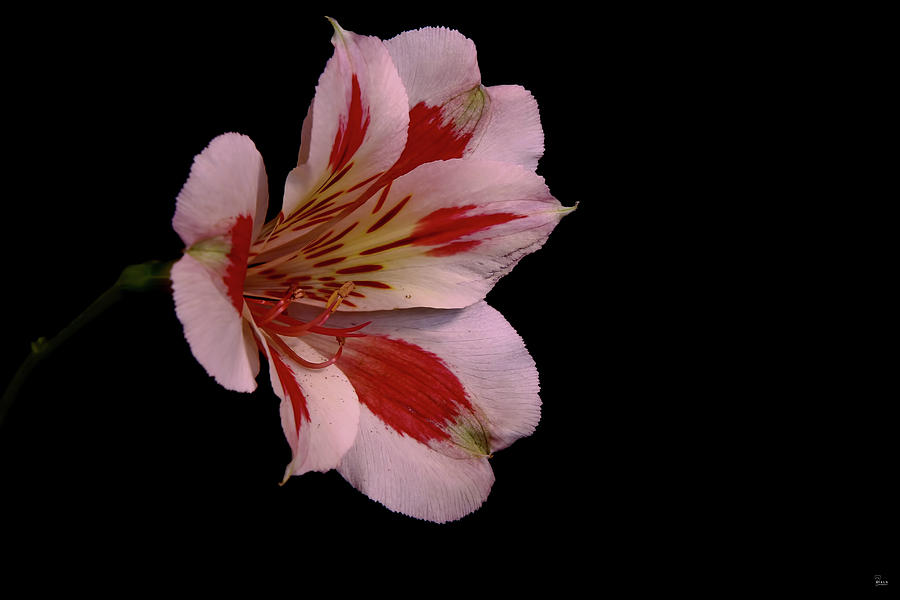 White Peruvian Lily Photograph by Jason Blalock