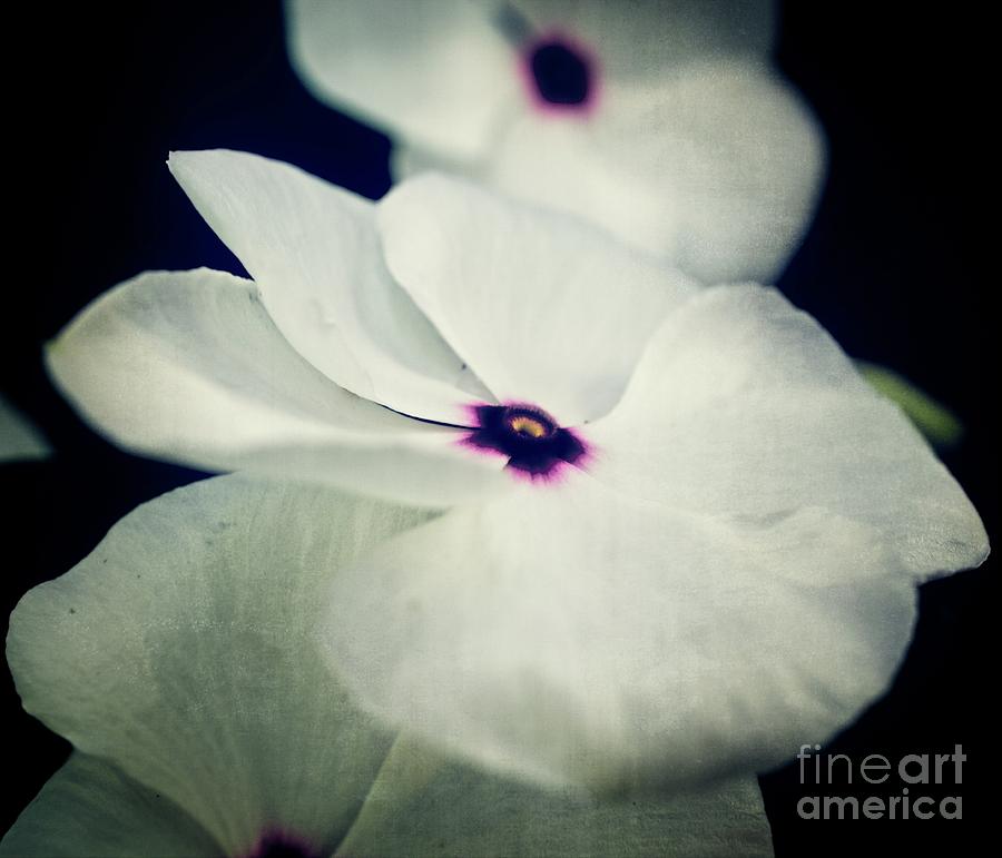 White petals #1 Photograph by JB Thomas