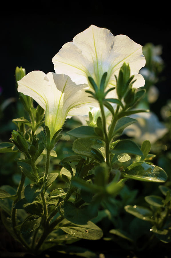White Petunia, Balcony Garden, Hunter Hill, Hagerstown, Maryland #1 Photograph by James Oppenheim