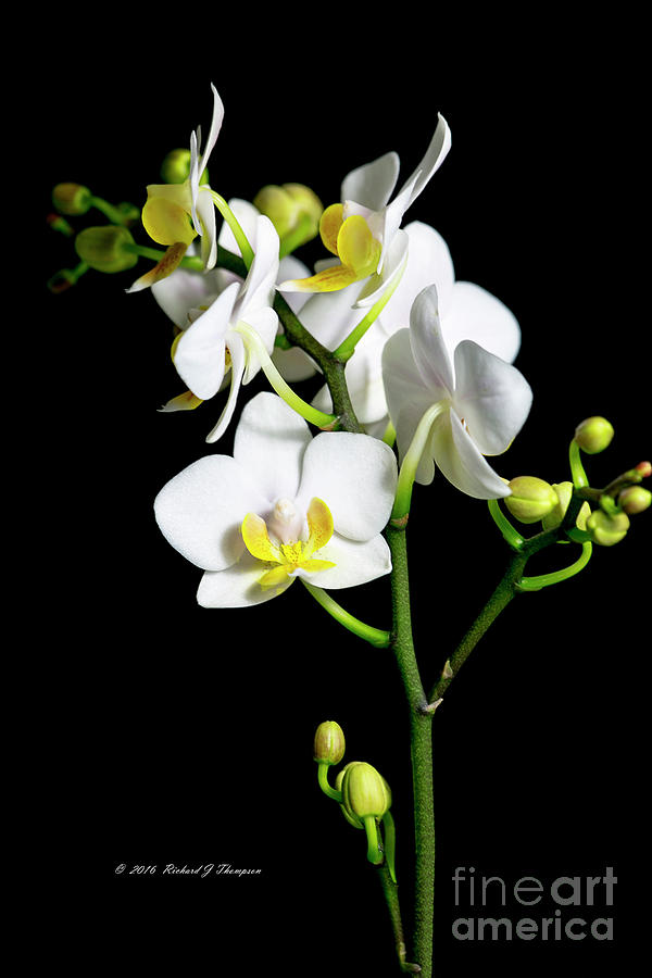 White Phalaenopsis Orchid #1 Photograph by Richard J Thompson