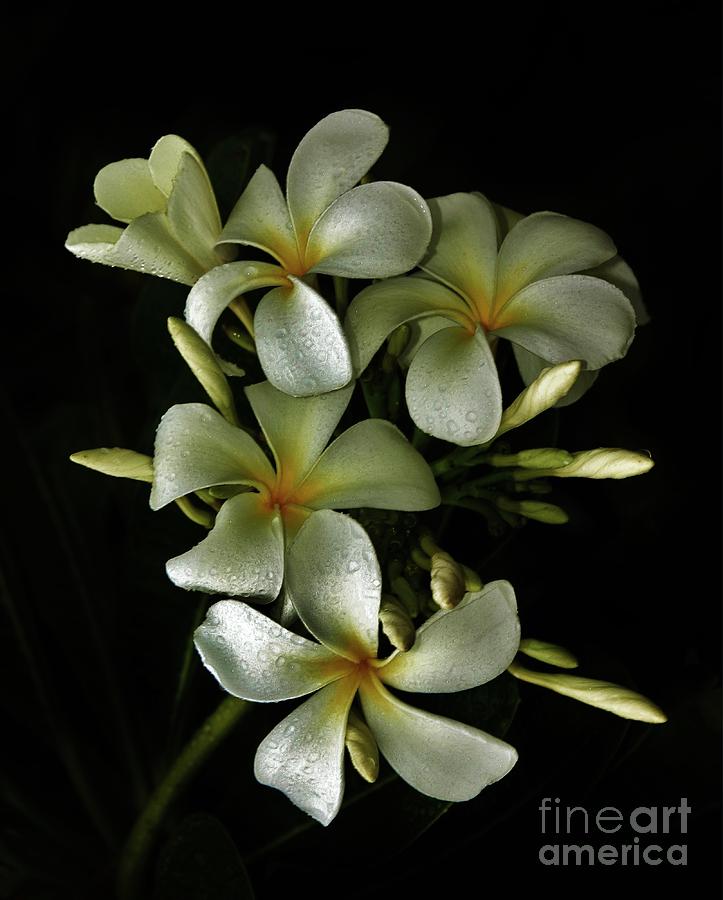 White Plumaria Photograph - White Plumaria #1 by Craig Wood