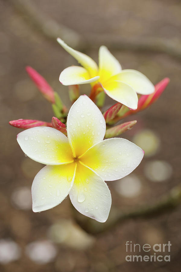 White Plumeria by Charmian Vistaunet White Plumeria by Charmian Vistaunet