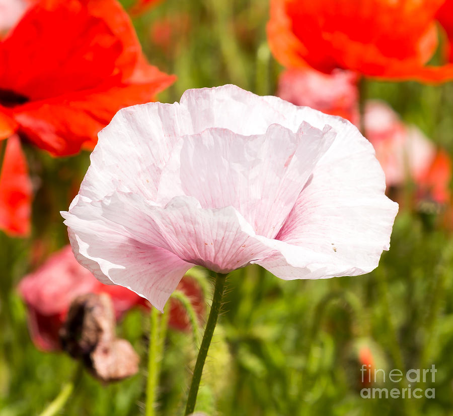 White Poppy #1 Photograph by Colin Rayner