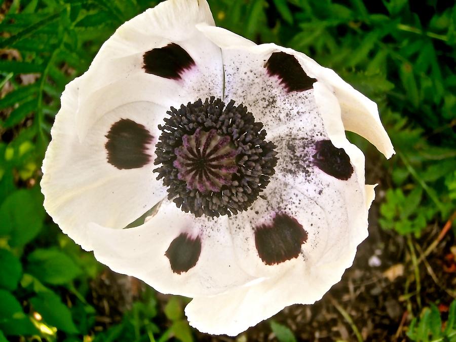 White Poppy #1 Photograph by Stephanie Moore