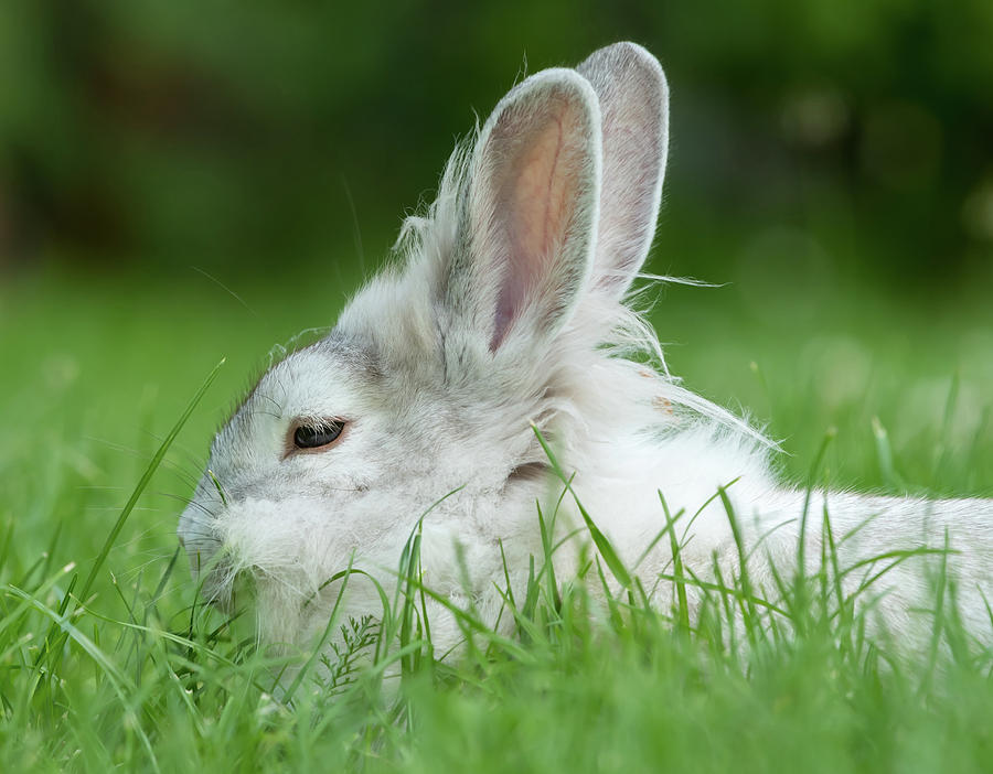 White Rabbit In Green Grass Photograph