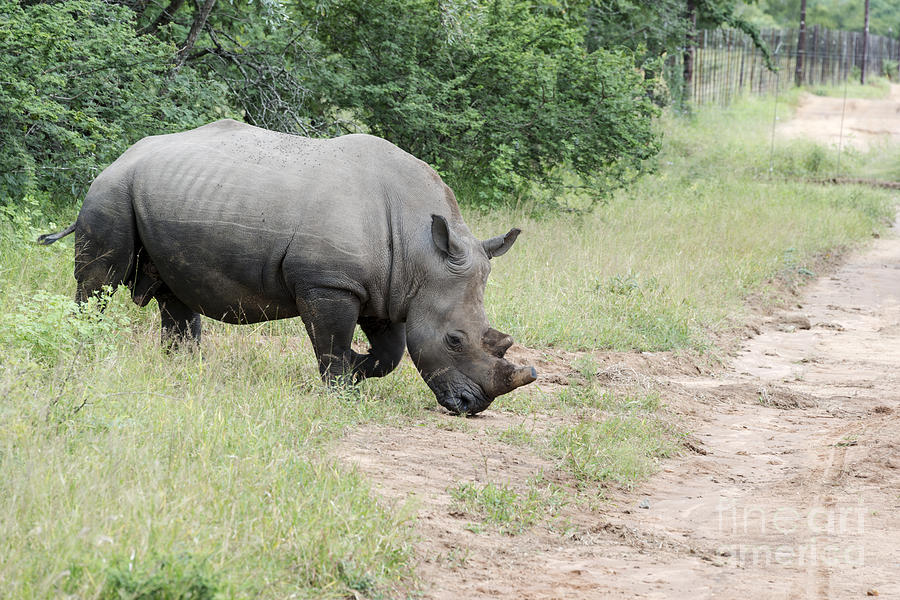 White Rhino At The Kruger Park Photograph