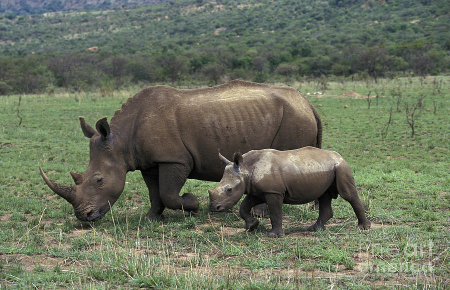 White Rhinoceros Female And Young #1 Photograph by Gerard Lacz
