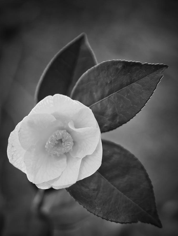Nature Photograph - White Rose #1 by Alex Art