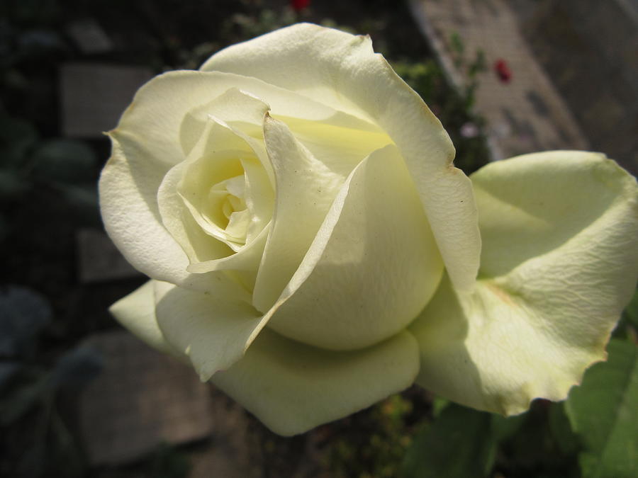White Rose #2 Photograph by Galina Todorova