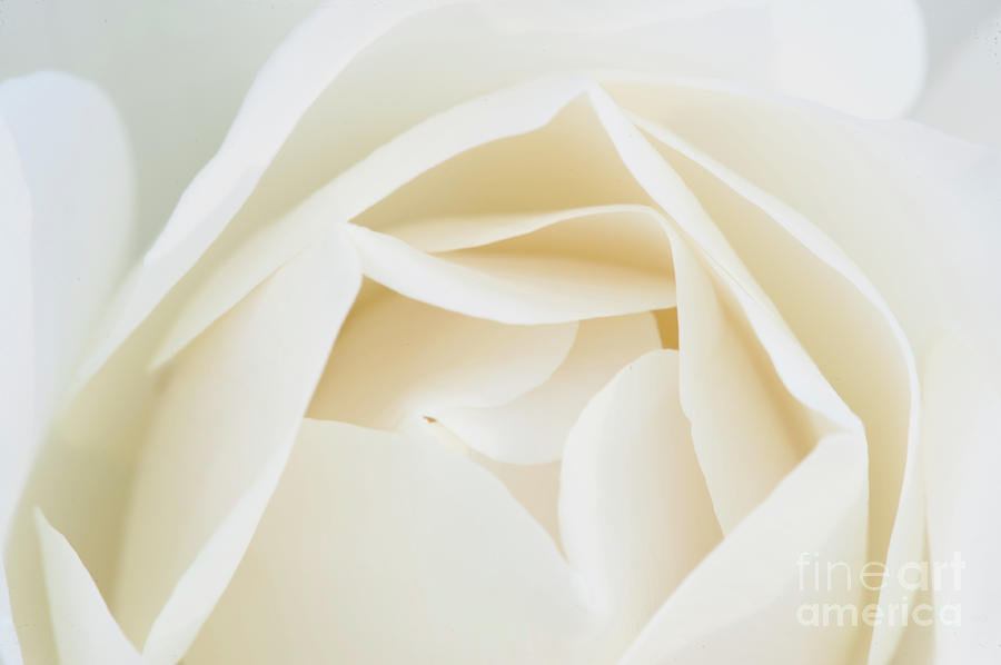 White Rose innocence Purity and Secrecy Photograph by David Zanzinger