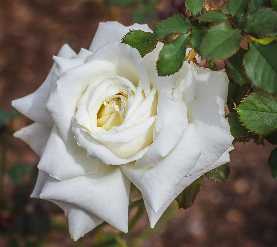 White rose #1 Photograph by Jane Luxton
