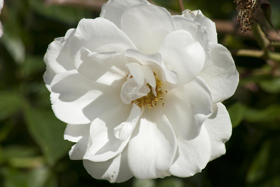 Rose Photograph - White Rose #1 by Martin Valeriano
