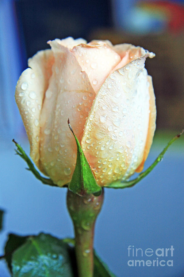 Spring Photograph - White rose  #1 by Lali Kacharava